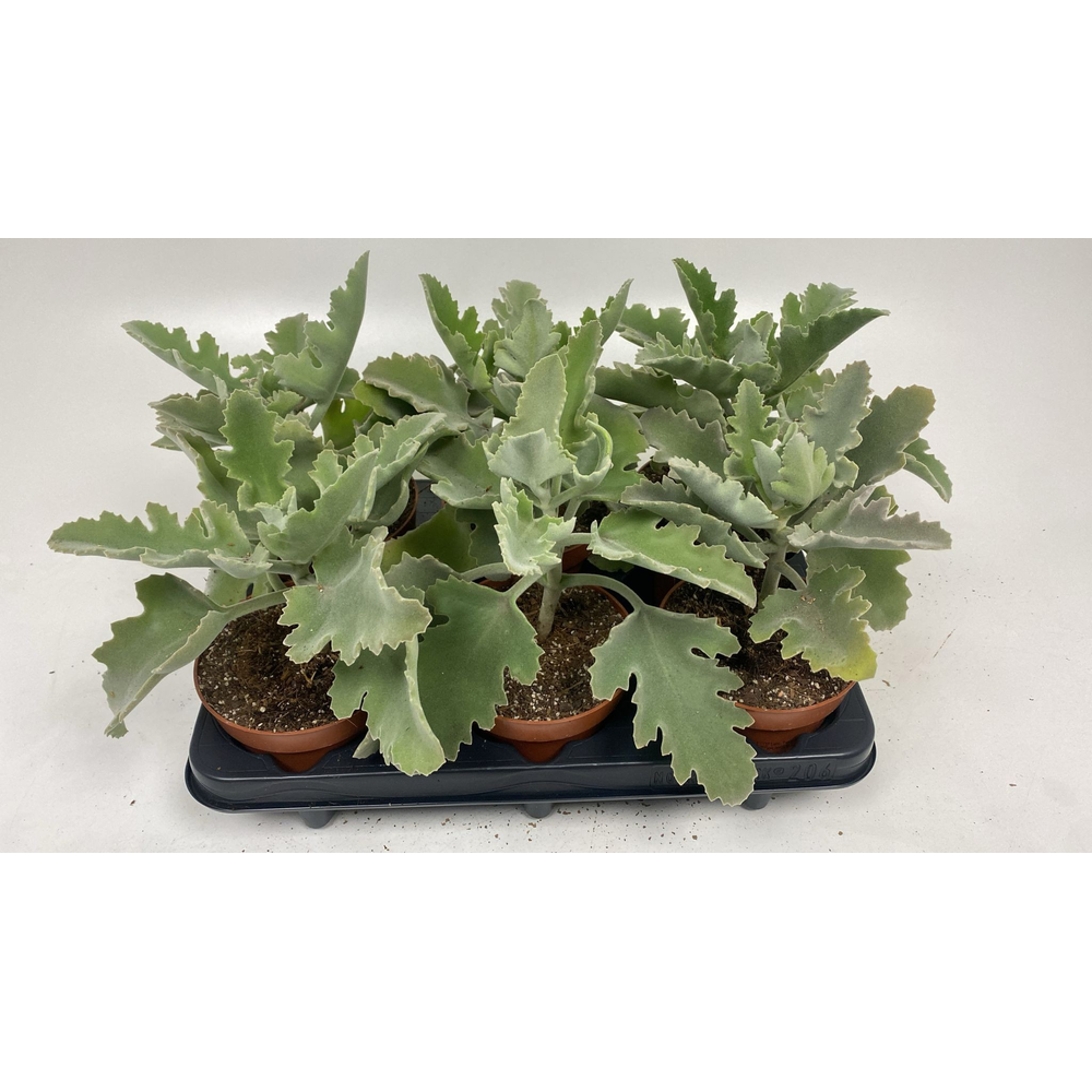 Kalanchoe Beharensis.