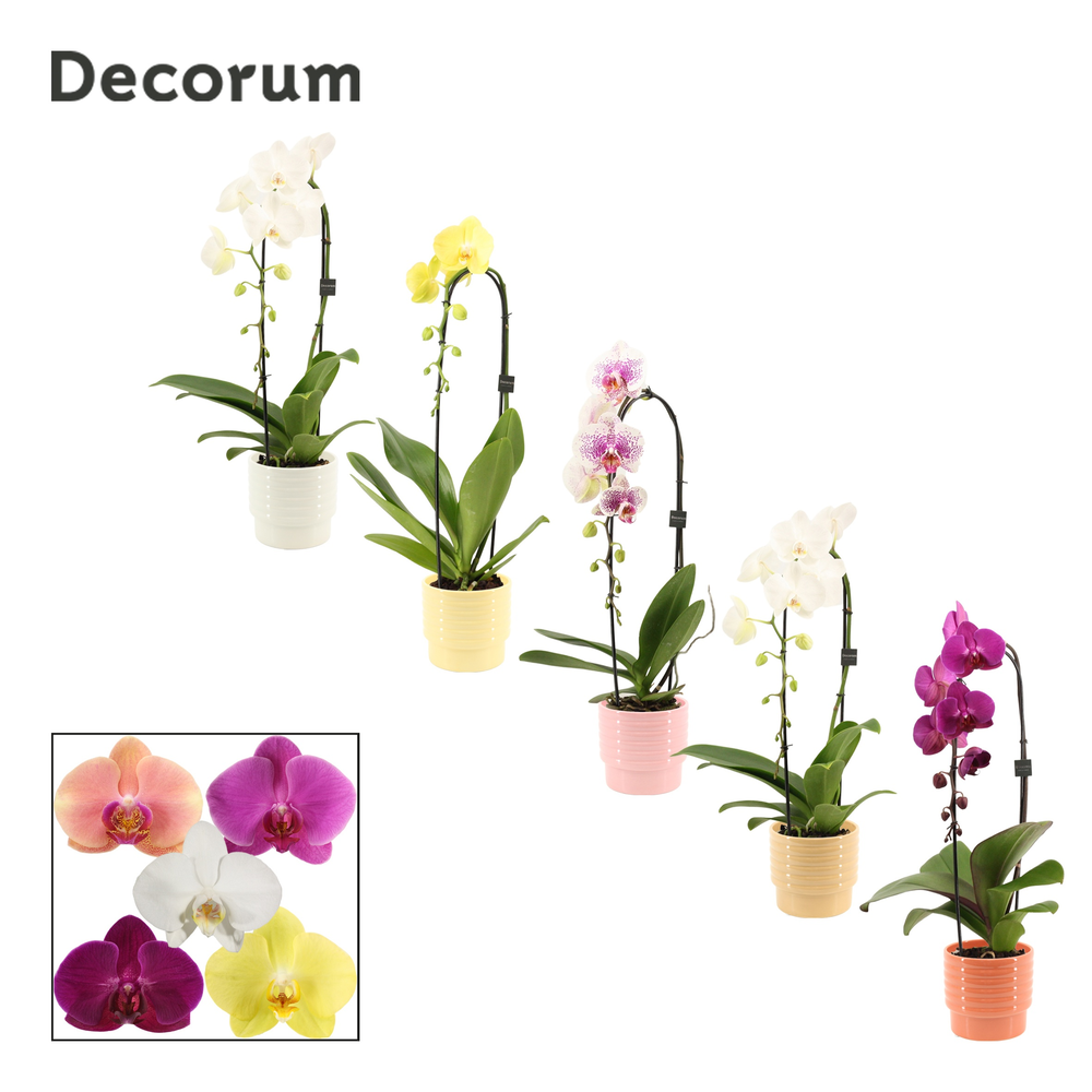 Phalaenopsis cascade 1 tak mix in Naemi (Natural b.