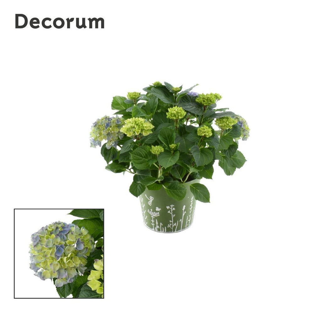 Hydrangea Bol Blue 7 - 12 kop in zink groen (Decor.