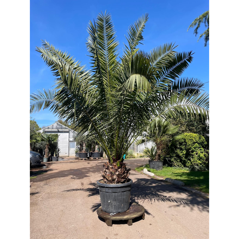 phoenix canariensis.