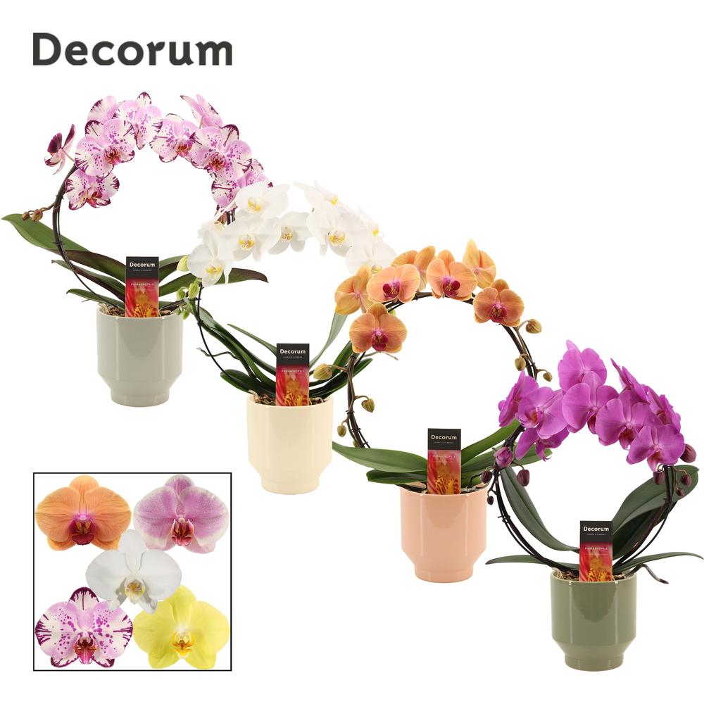 Phalaenopsis boog mix in Pato (Deco-collection).