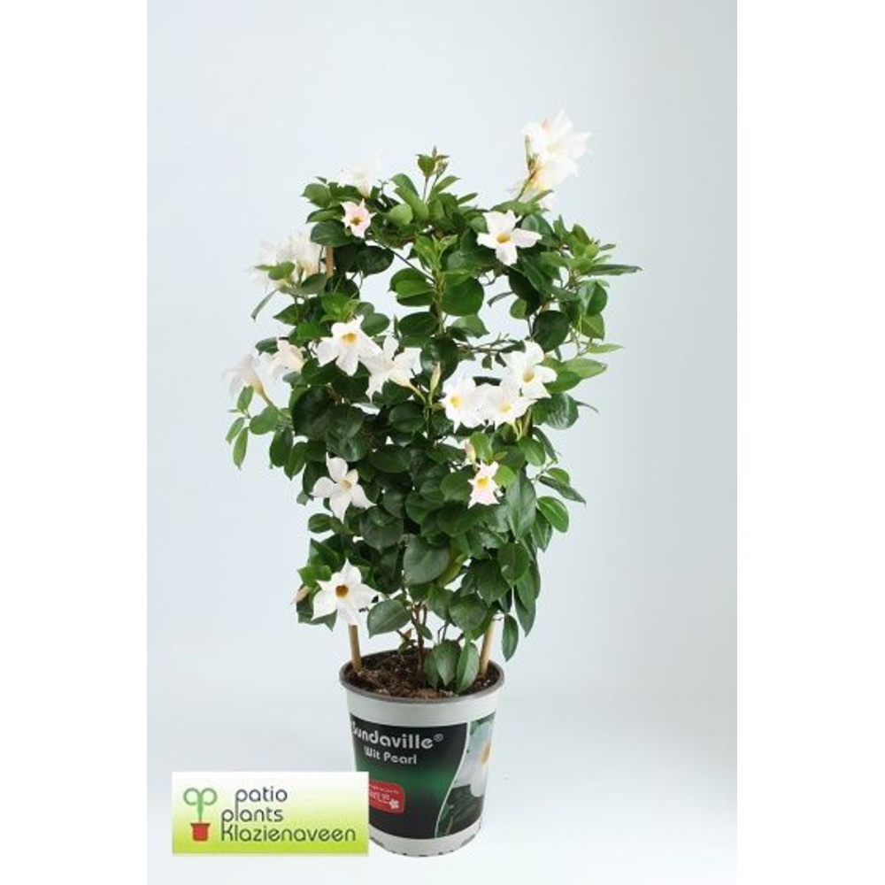 Man17witrek Mande Sun Pearl Rek.