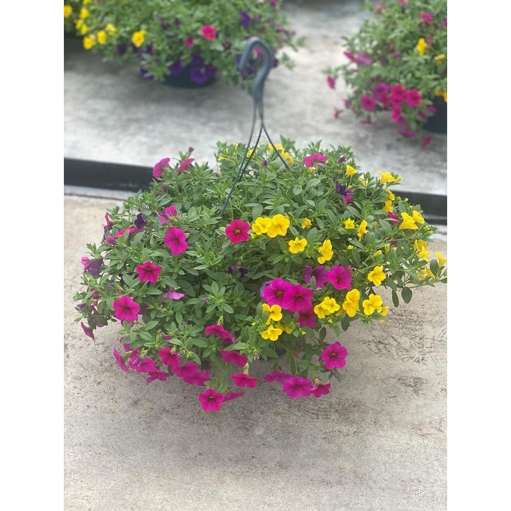 Calibrachoa 'mix in pot'.