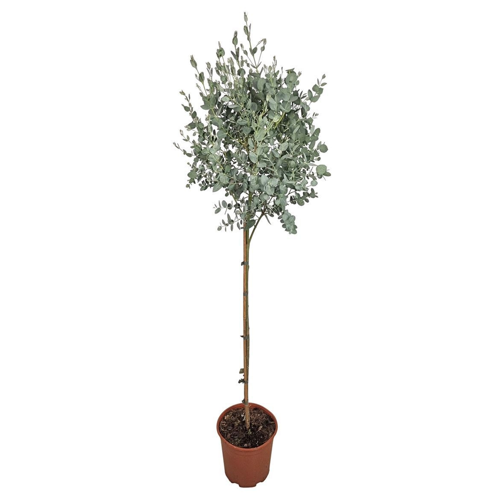 Eucalyptus Gunnii Stem.