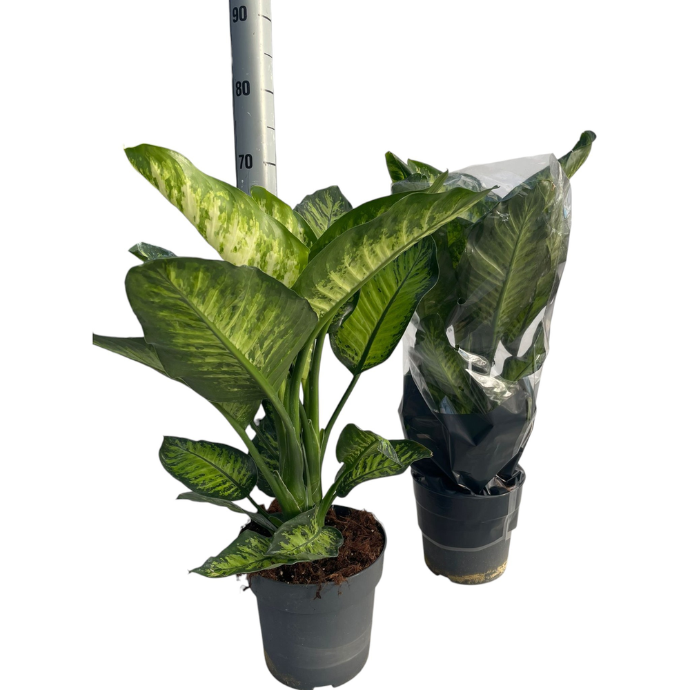 Dieffenbachia Tropic Yellow P21.