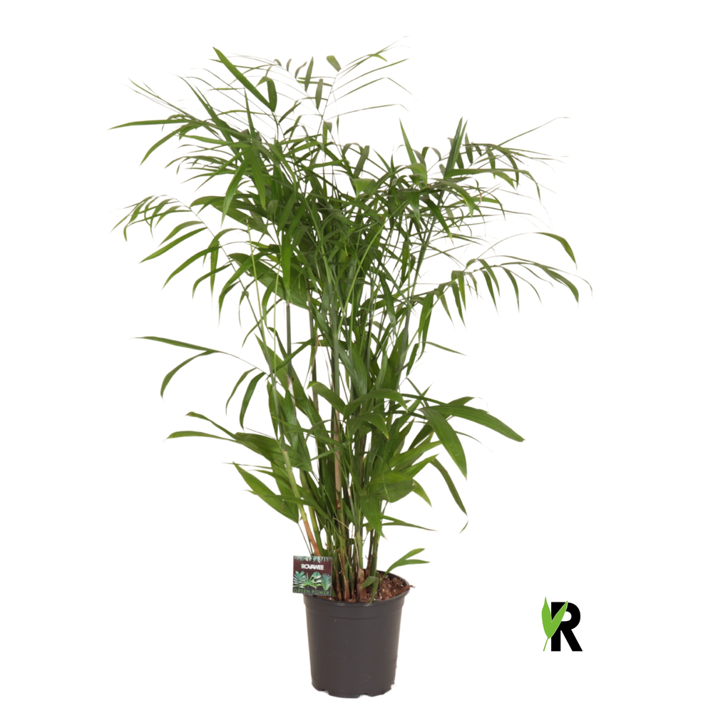 Chamaedorea Seifrizii.