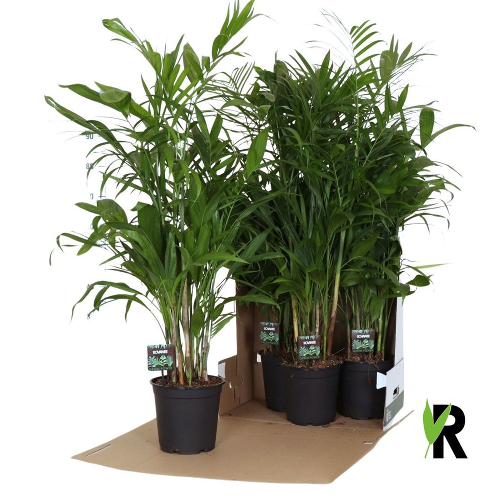 Chamaedorea Seifrizii in fust 352.