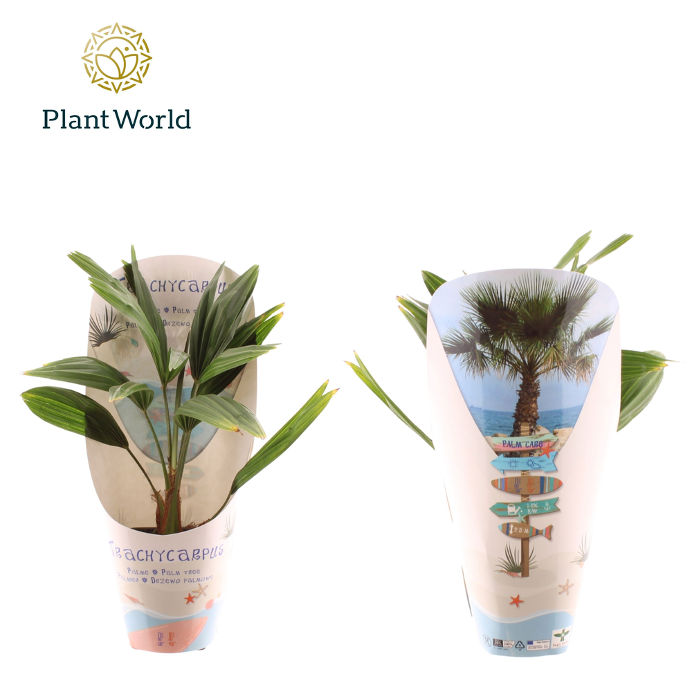 Trachycarpus fortuneii / Eagle palm P9 in potcover