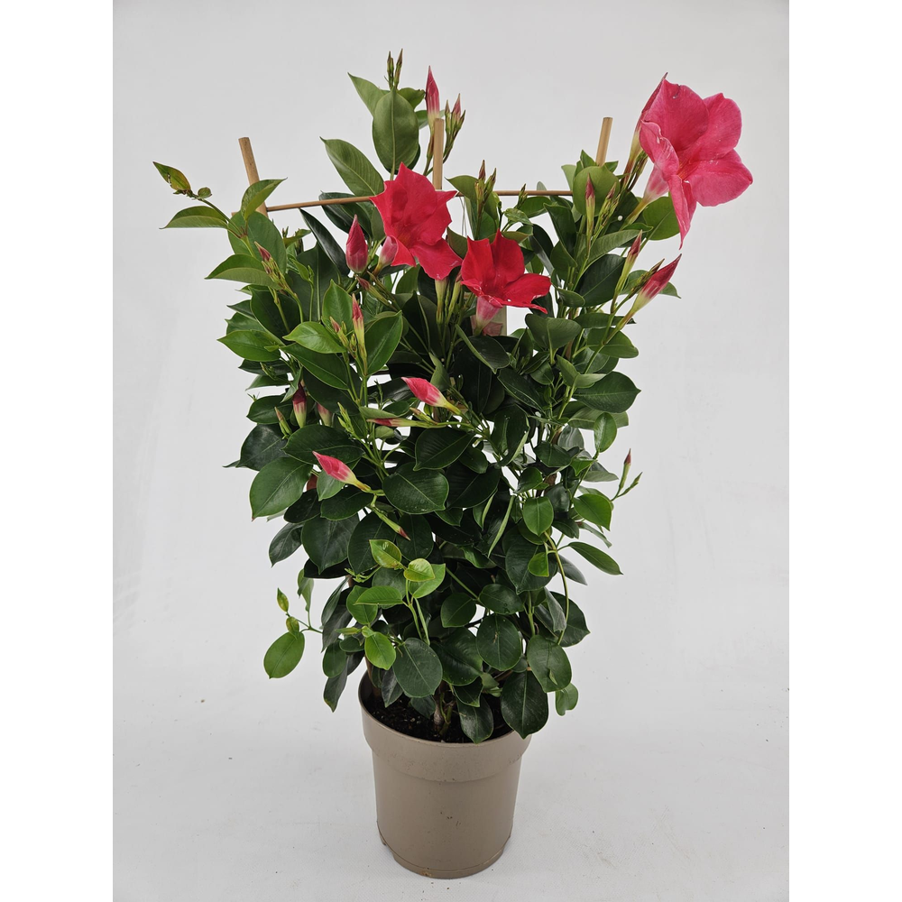 Man17pinrek Mandevilla Sundaville Pink Rek.