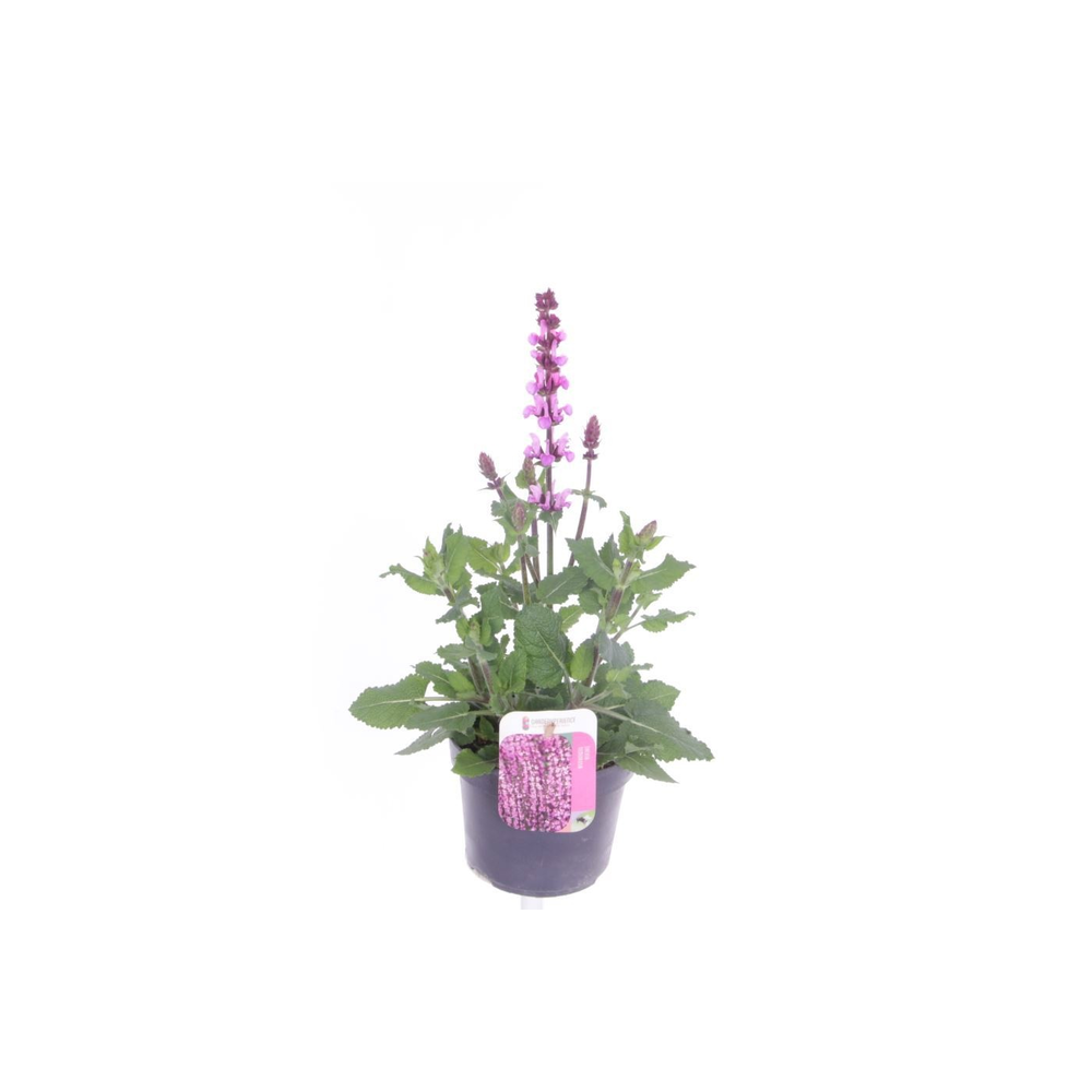 Salvia nemorosa Rose Marvel.