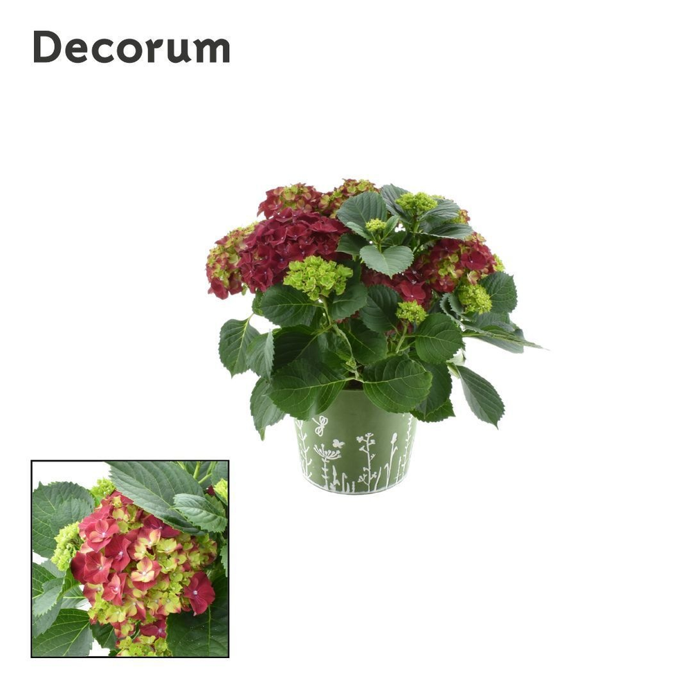 Hydrangea Bol Red 7 - 12 kop in zink groen (Decoru.