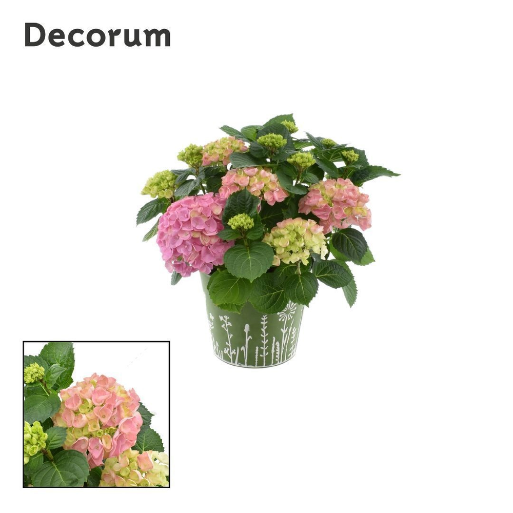 Hydrangea Bol Pink 7 - 12 kop in zink groen (Decor.