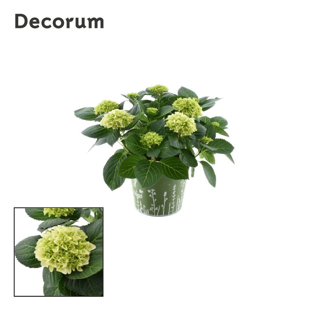 Hydrangea Bol White 7 - 12 kop in zink groen (Deco.