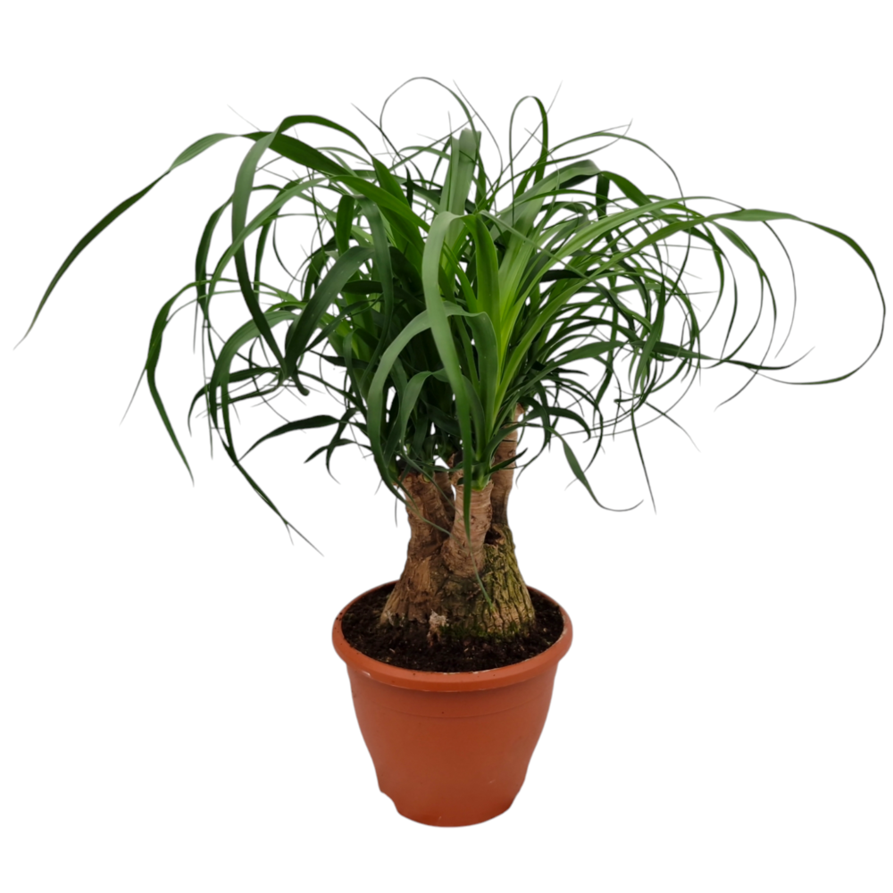 Beaucarnea 19 cm vertakt.