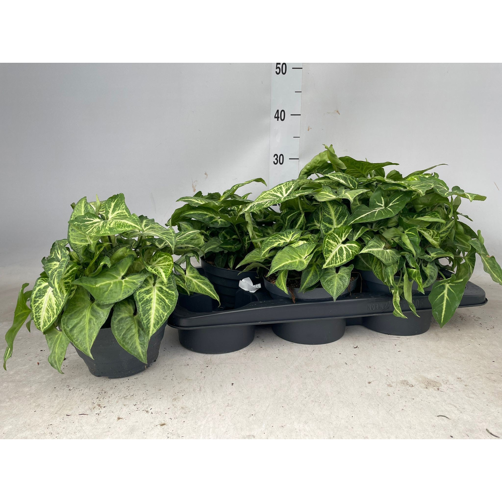 Syngonium Arrow P17 Bowl.