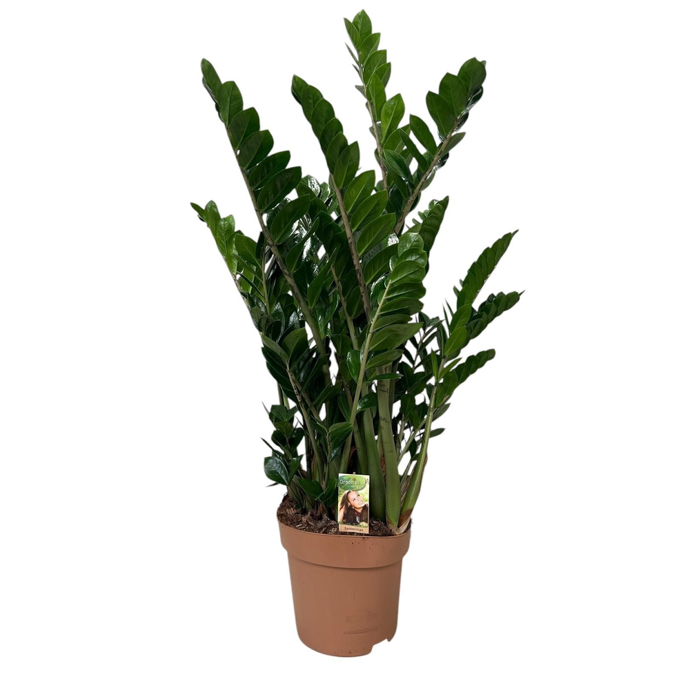 Zamioculcas 10+ veren.