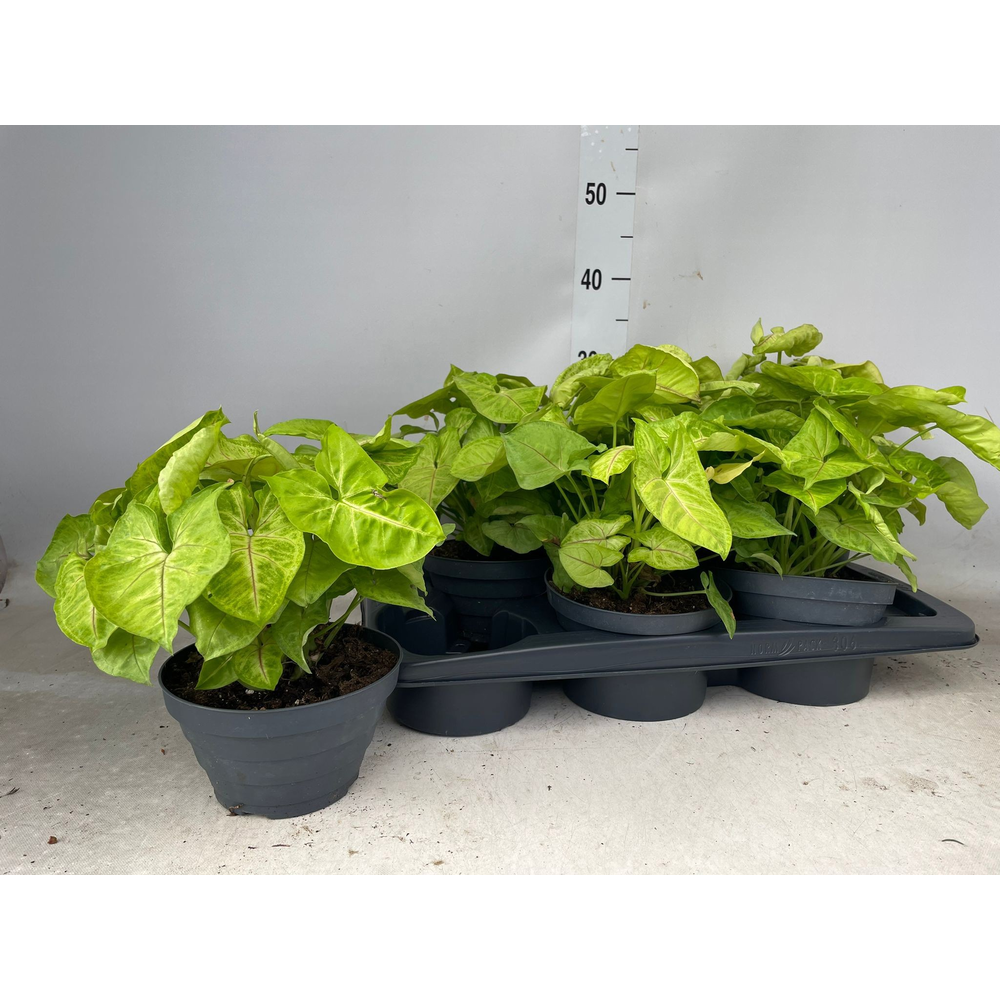 Syngonium Golden Allusion P17 Bowl.