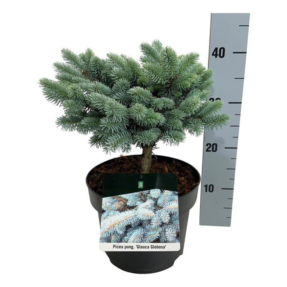 Picea pung. 'Glauca Globosa'.