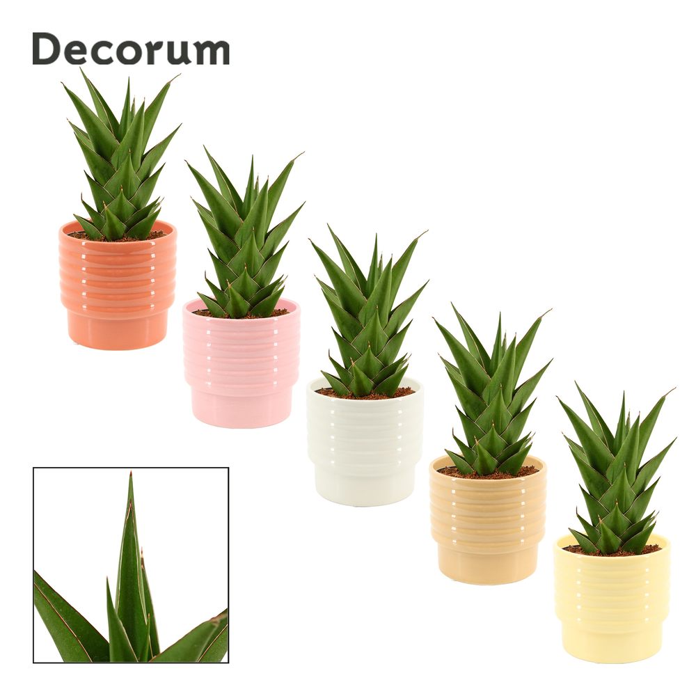 Sansevieria Temple crown 12 cm in Naemi (Natural b.
