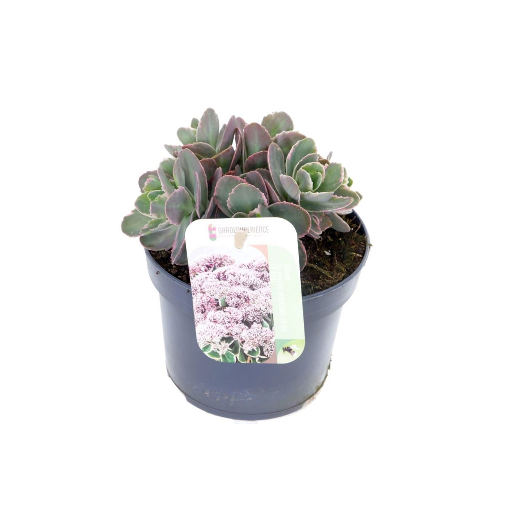 Sedum telephium La Vie en Rose.