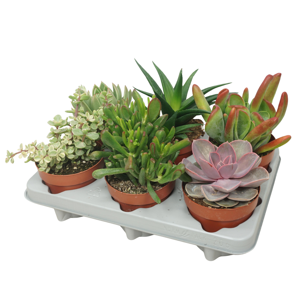 Cites FREE - Succulenten mix 12 cm.