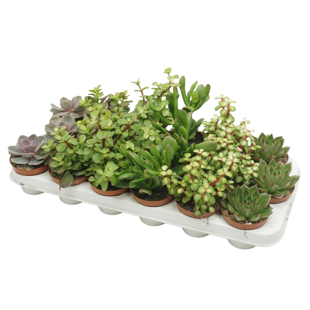 Cites FREE - succulenten mix 8,5 cm.