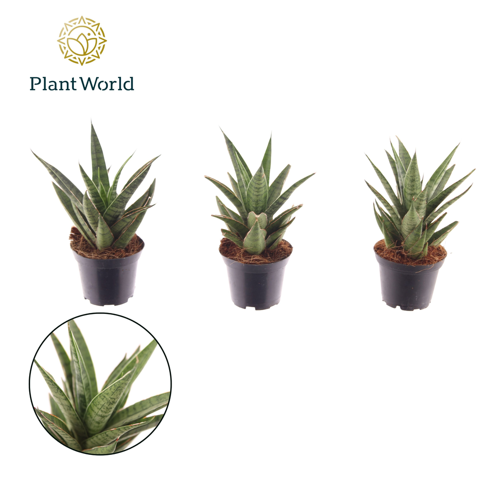 Sansevieria Sem 7 cm.