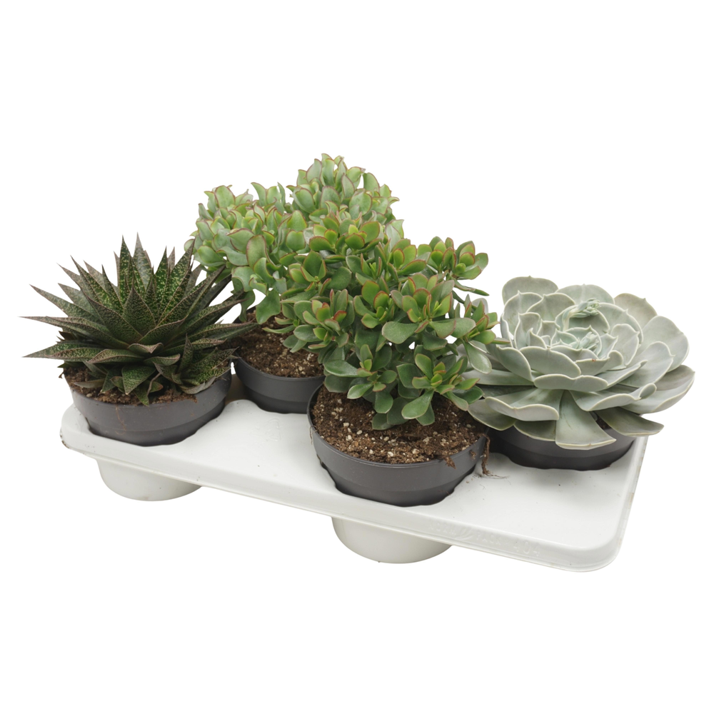 Cites FREE - Succulenten mix 17 cm.