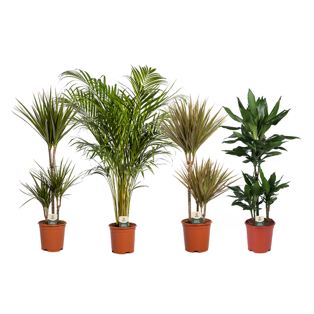 Groen Mix p21 (Air So Pure).