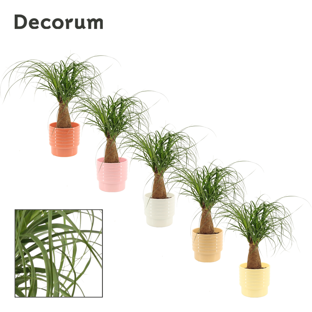 Beaucarnea recht 12 cm in Naemi (Natural bubble-co.