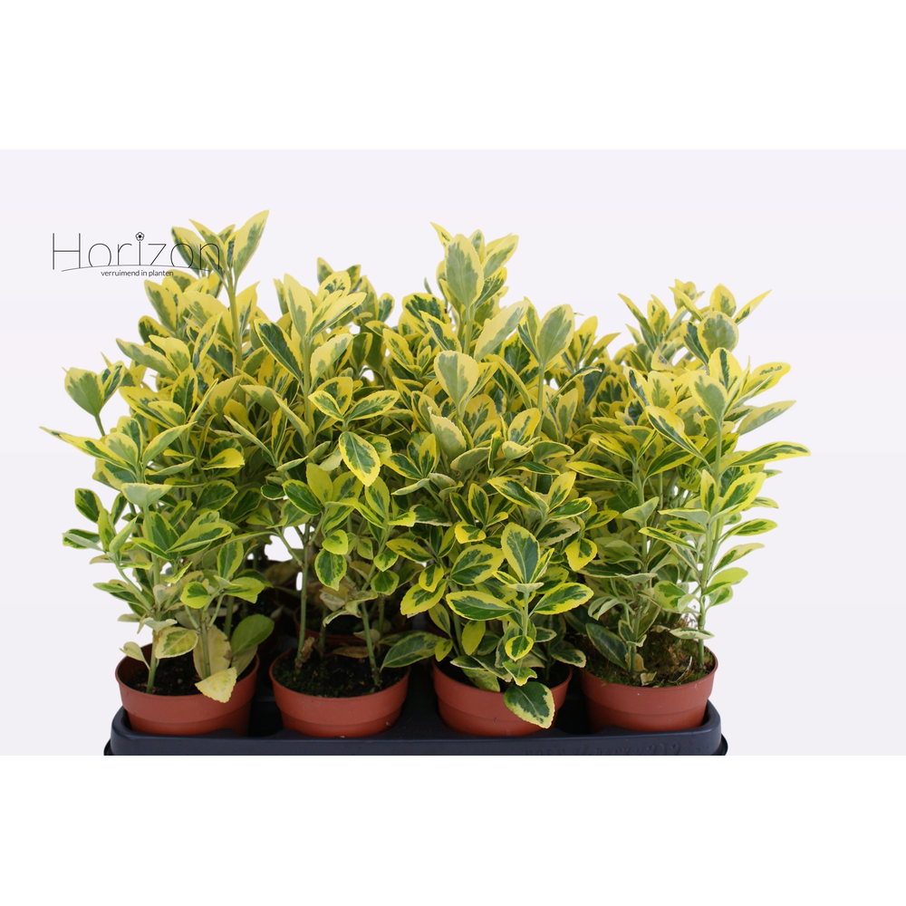 Euonymus Japonicus 'Aureus' P9.
