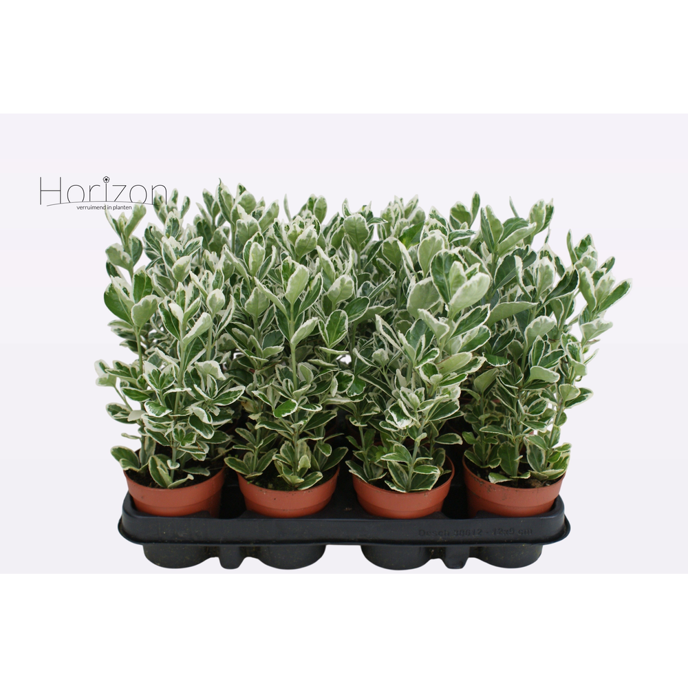 Euonymus Japonicus 'Katy' P9.