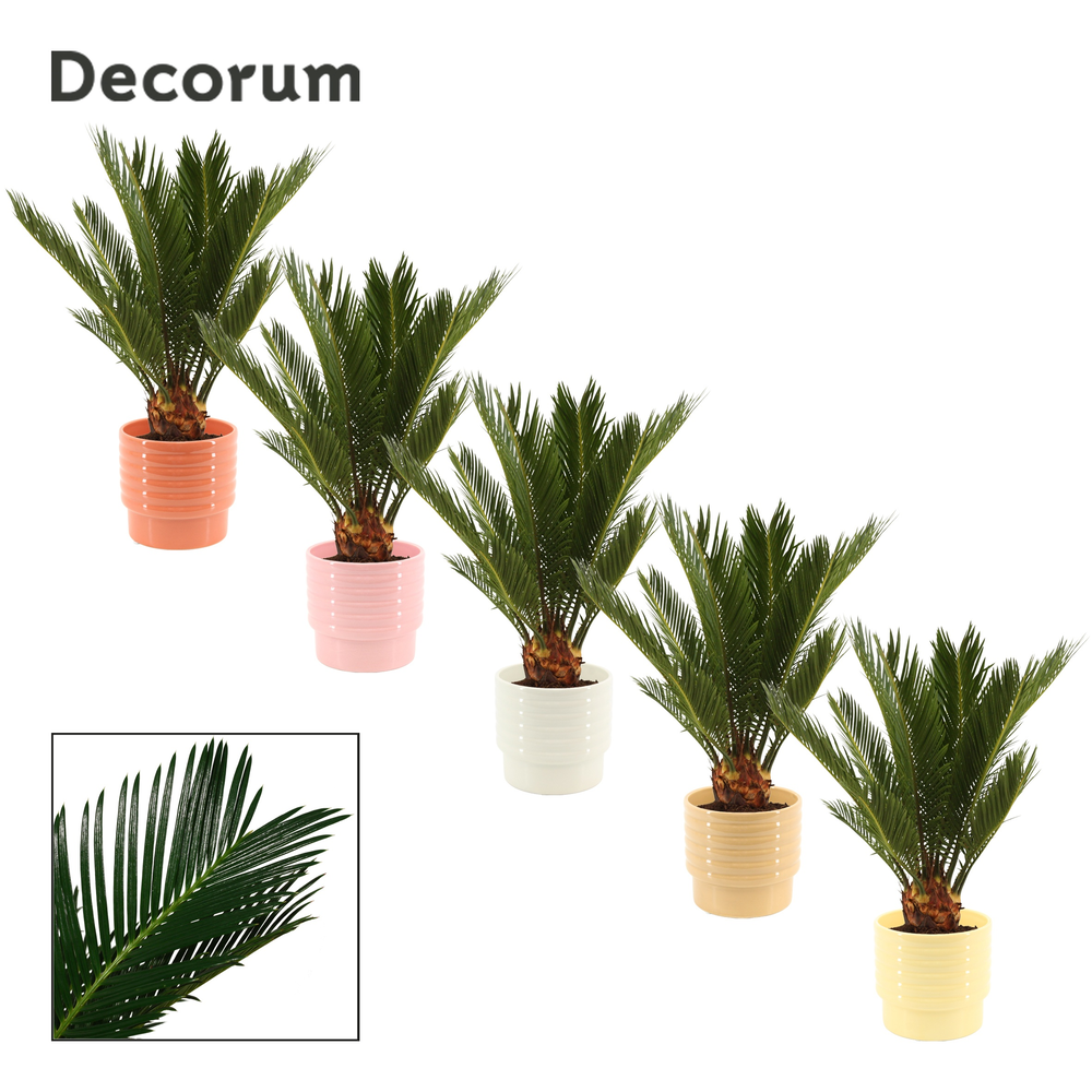 Cycas revoluta 12 cm, 6+ veren in Naemi (Natural b.