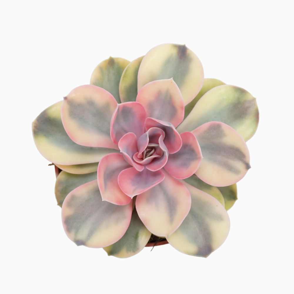 Echeveria rainbow 10,5 cm.