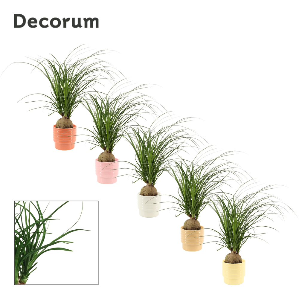 Beaucarnea bol 12 cm in Naemi (Natural bubble-coll.