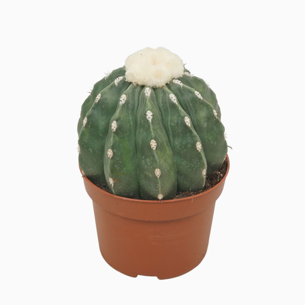 Melocactus maxonii inermis 13cm.