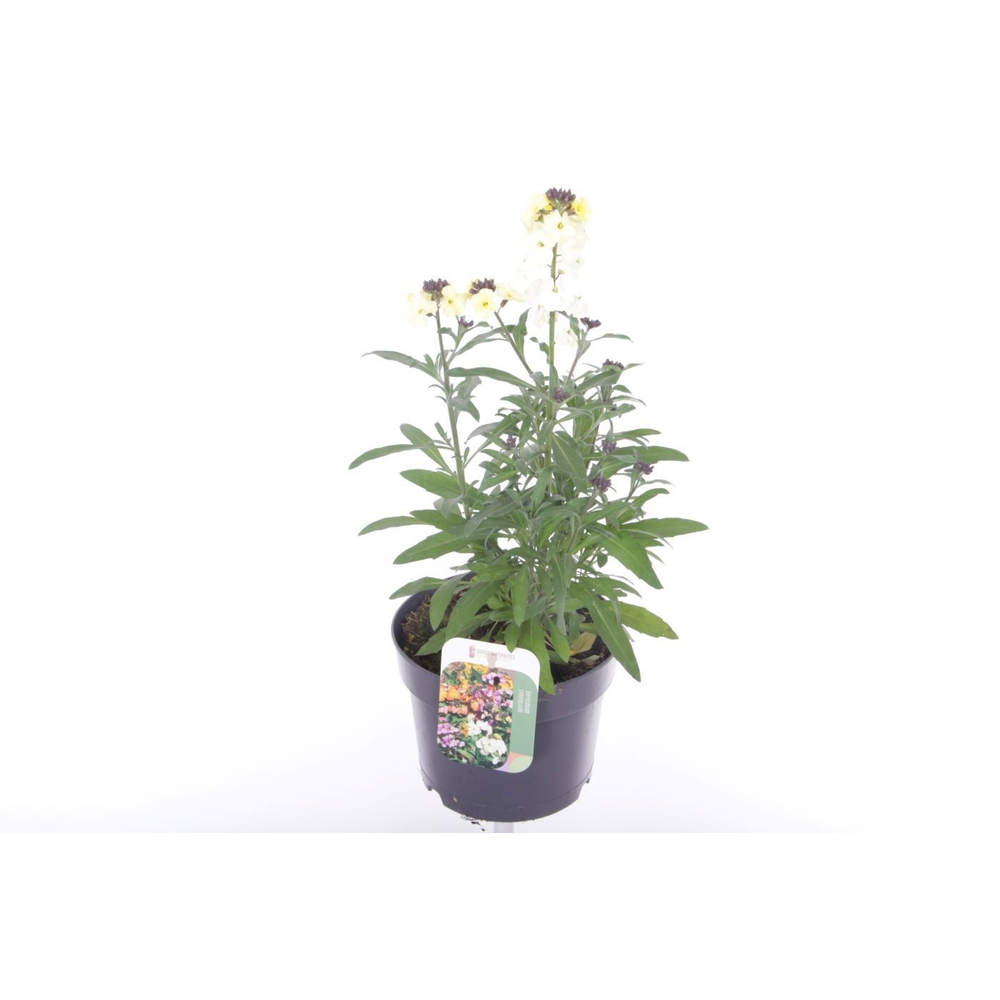 Erysimum lin. Leya Lemon Glow.