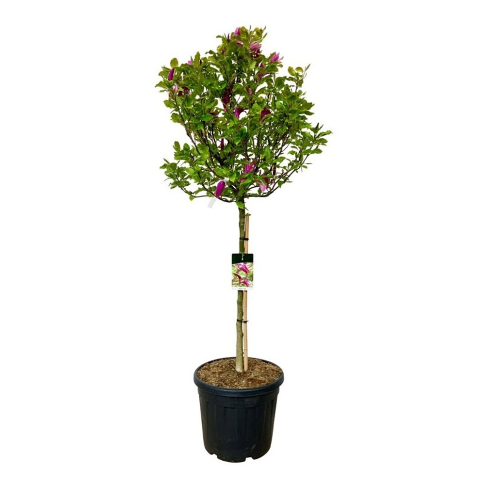 Magnolia 'Susan'.