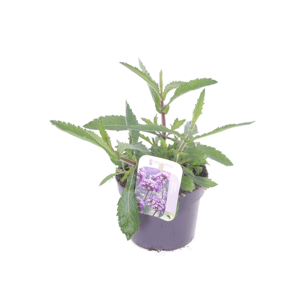 Verbena bonariensis Violet Blue.