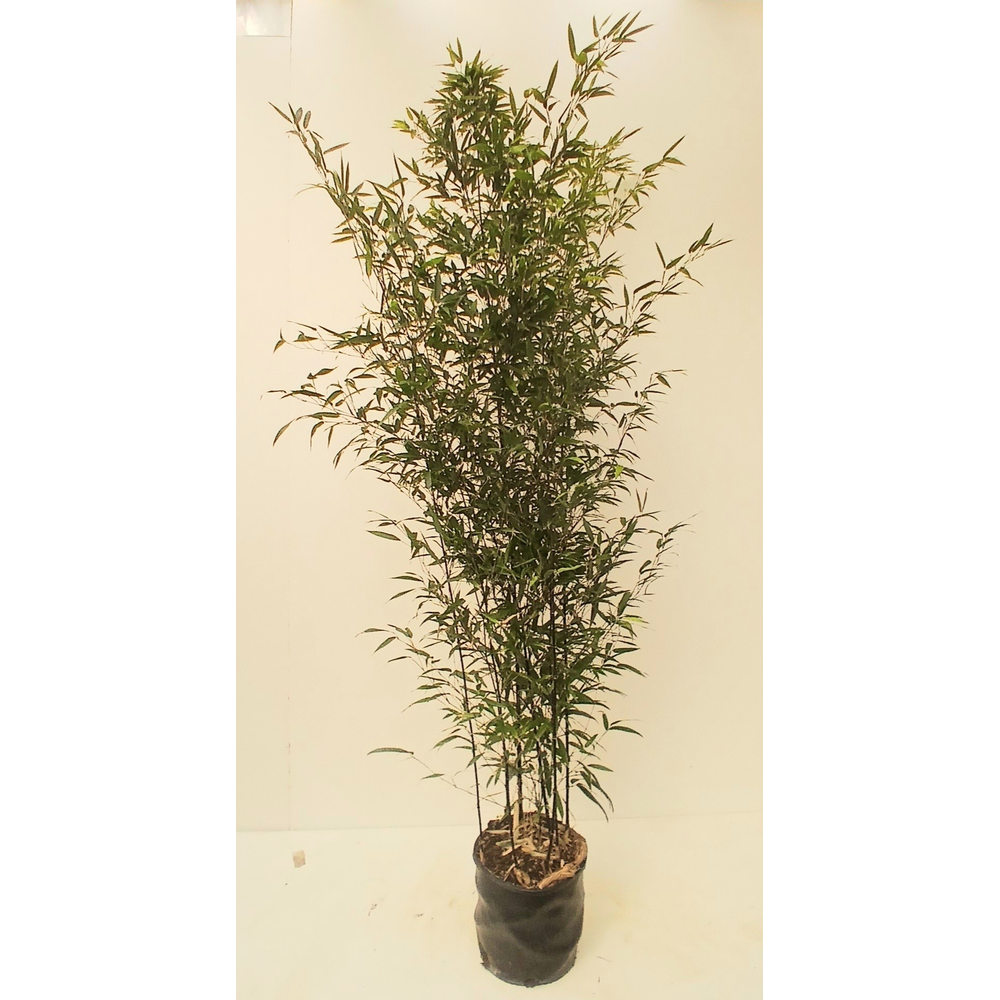 Phyllostachys nigra.