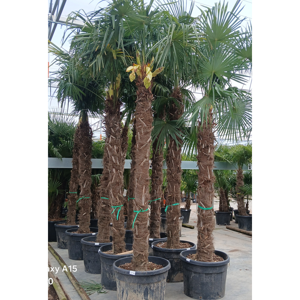 Trachycarpus fortunei