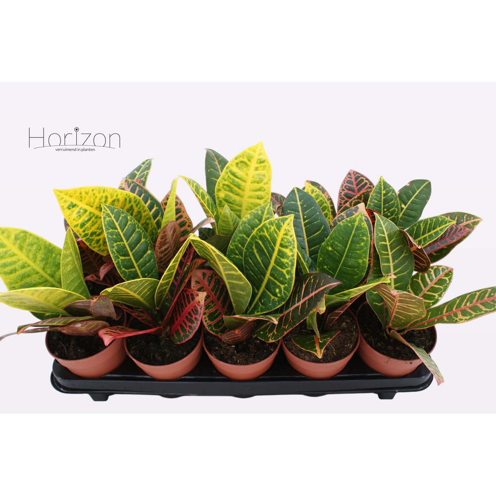Codiaeum Variegatum 'Petra'.