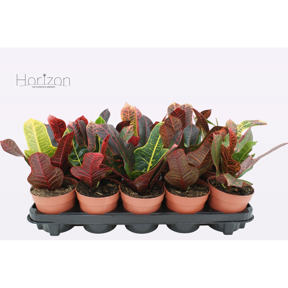 Codiaeum Variegatum 'Excellent' P12.