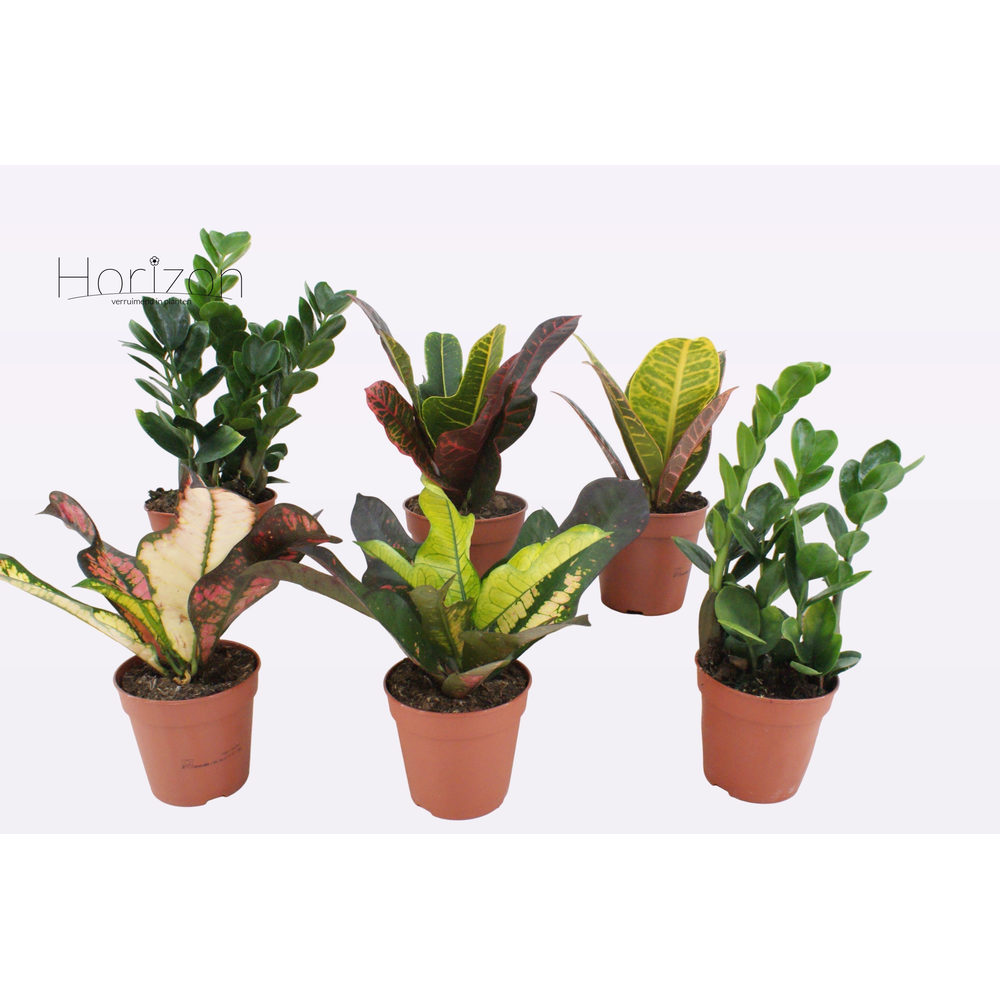 Groene planten mix P12.
