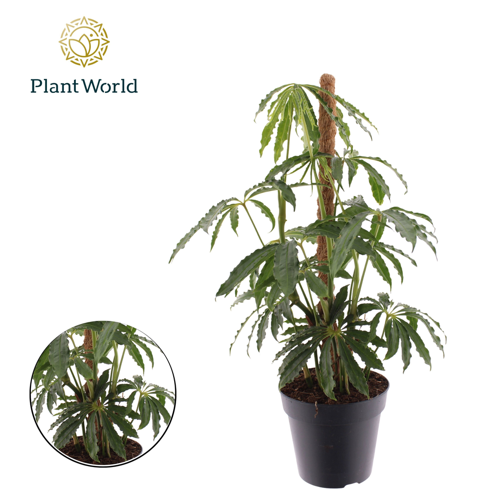 Anthurium polyschistum Mosstok.