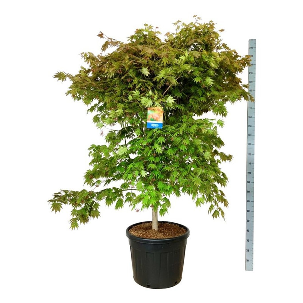 Acer North Wind ®.