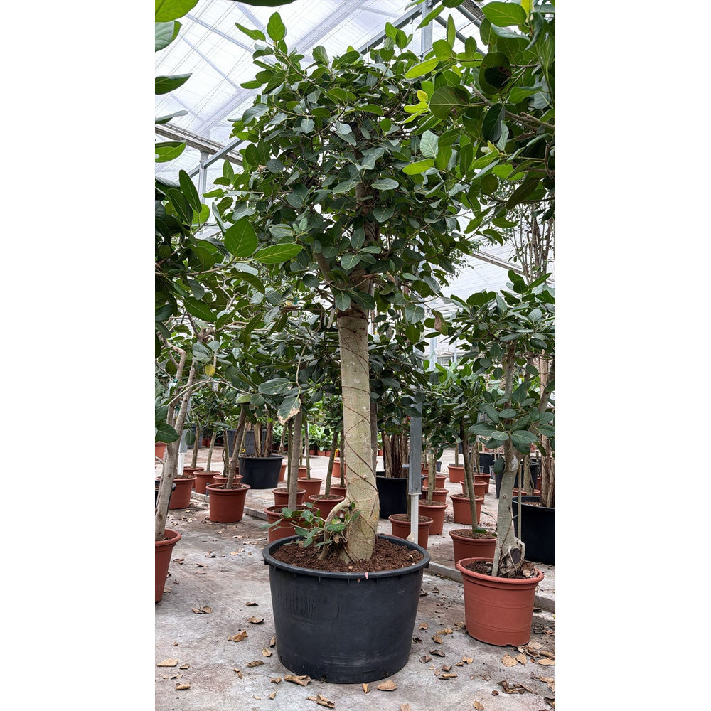 Ficus Benghalensis.