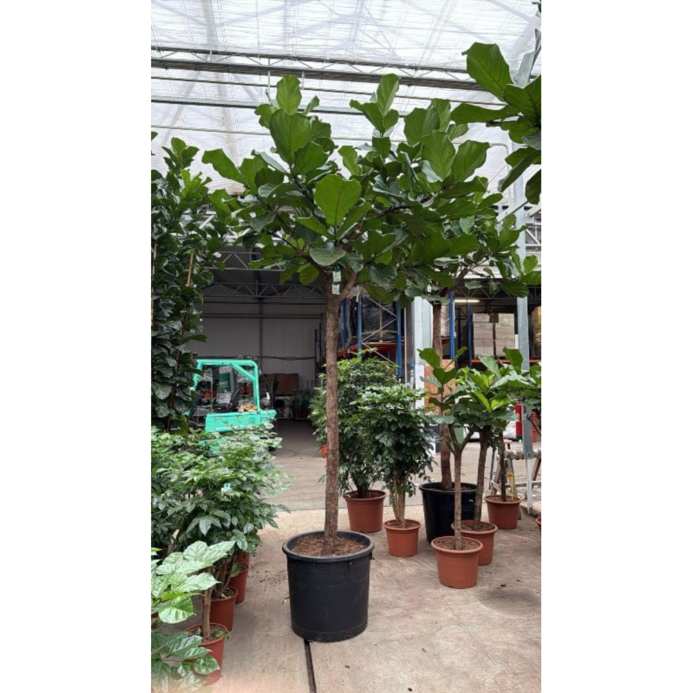 Ficus lyrata.
