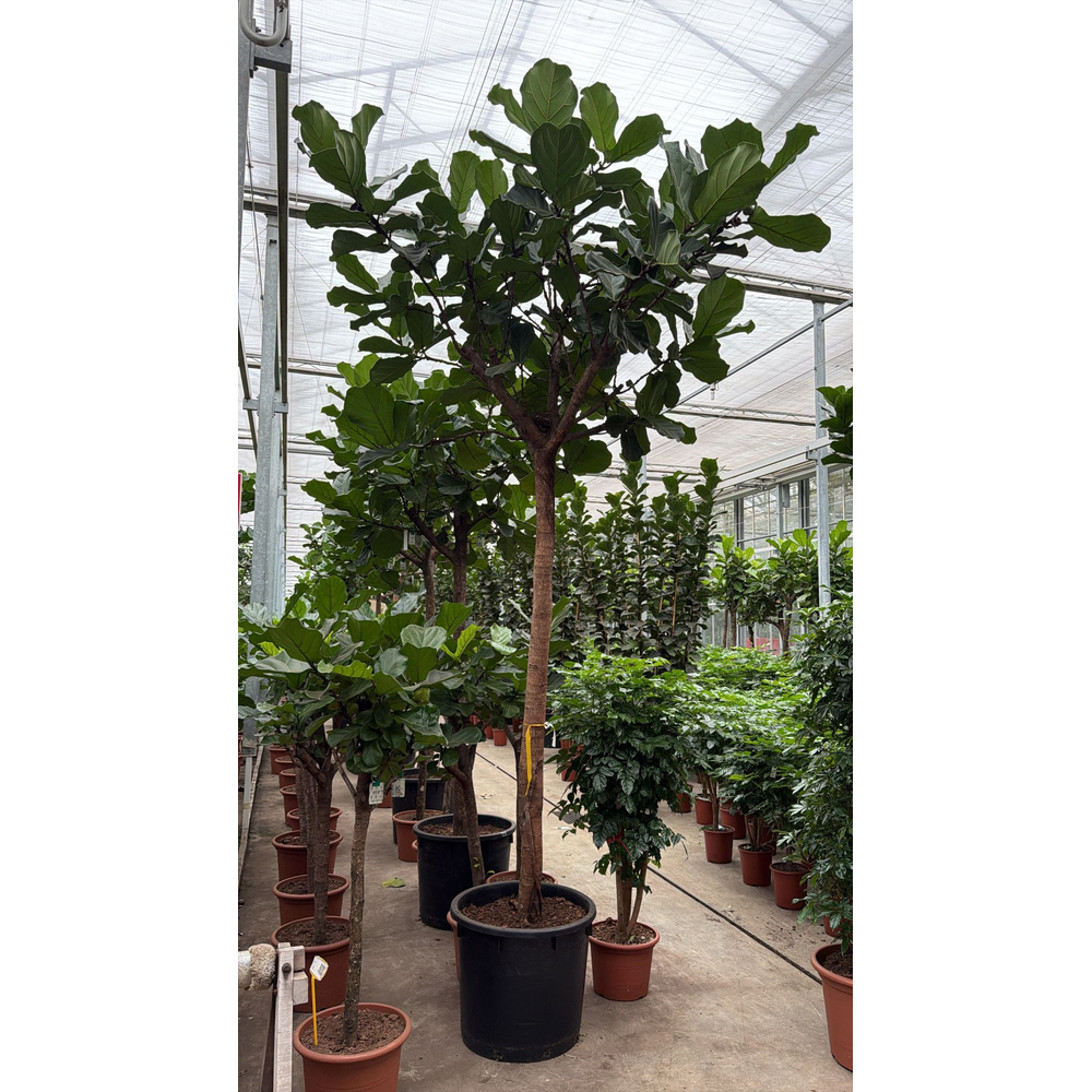 Ficus lyrata.