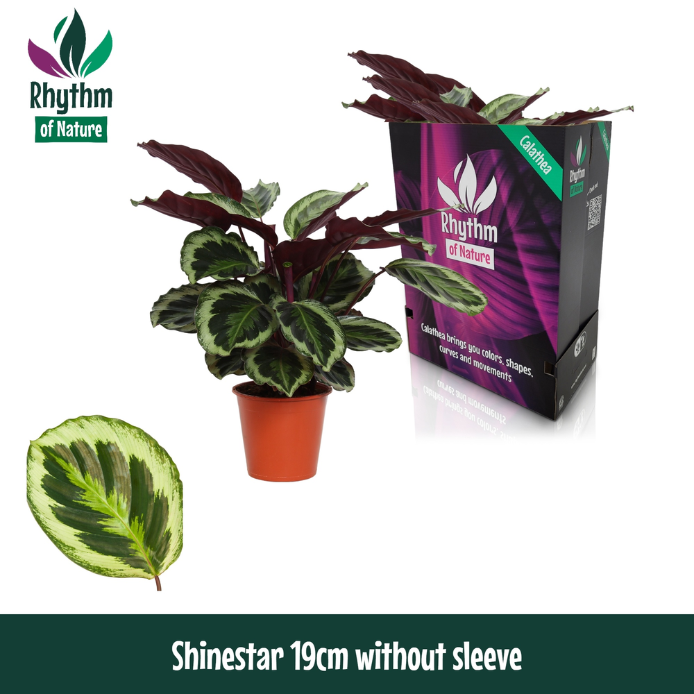 Calathea 19cm Shinestar - Rhythm of Nature zonder .